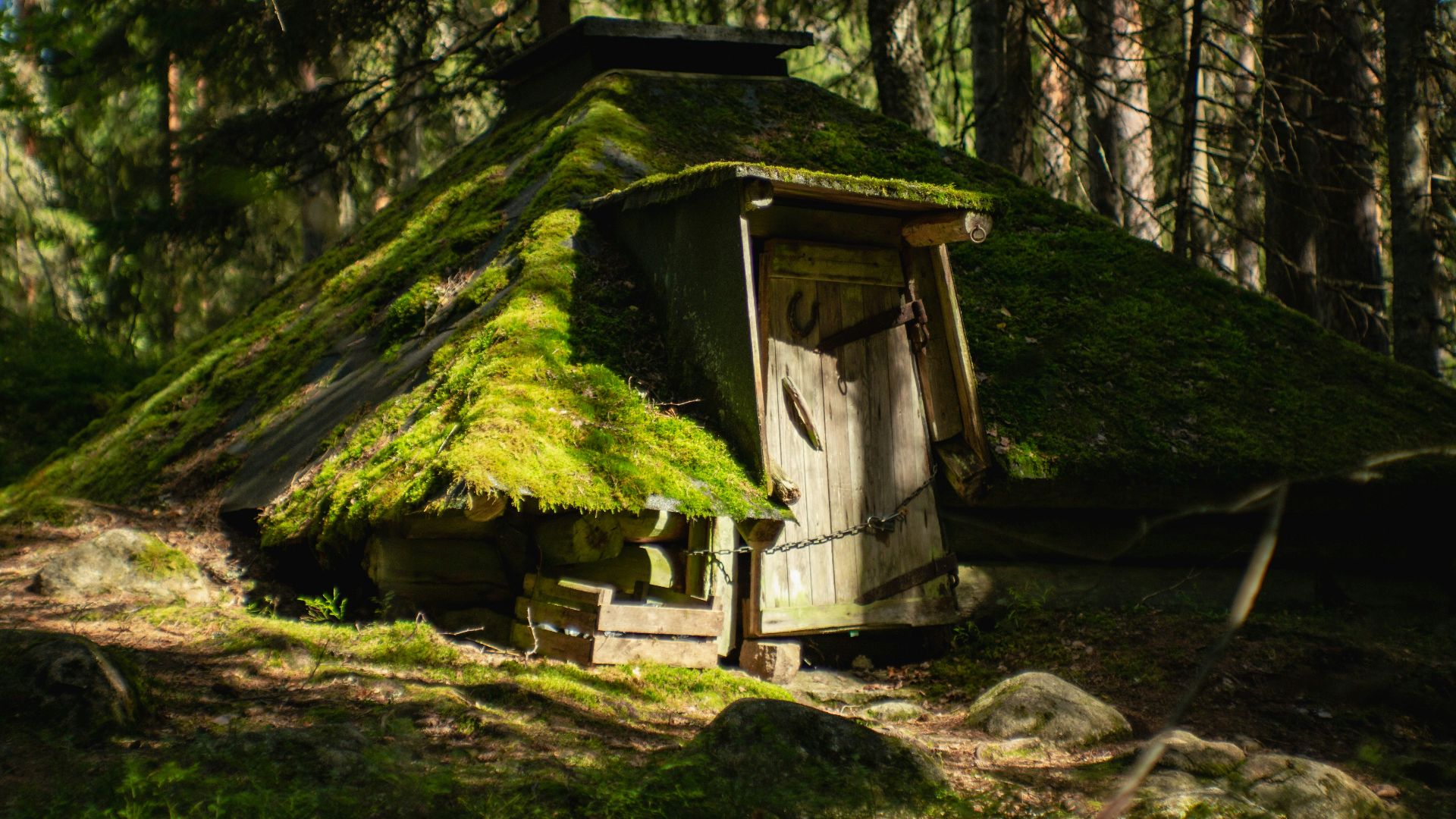 A mossy roof in the middle of a forest