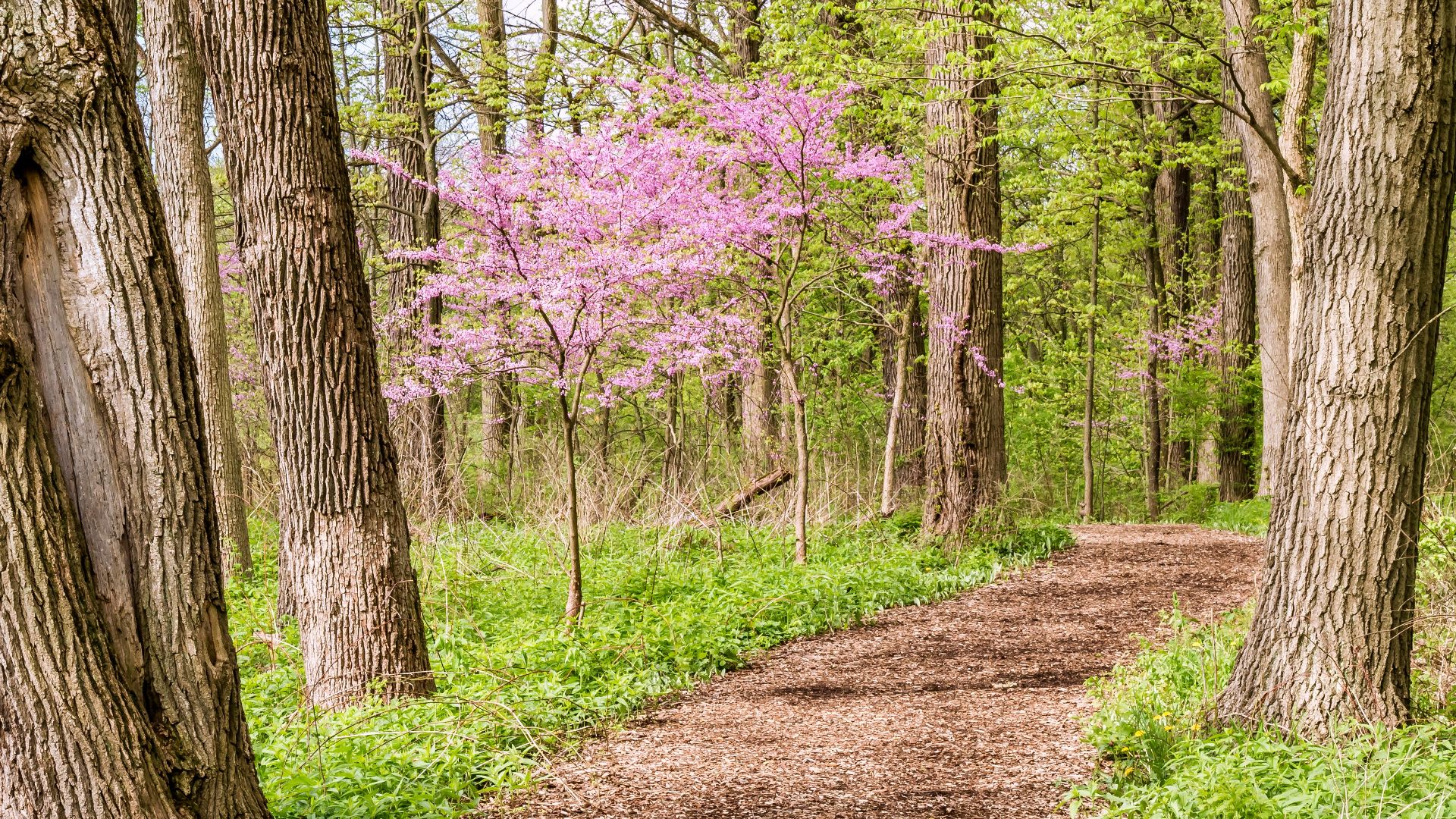 pink flower tree near tall trees