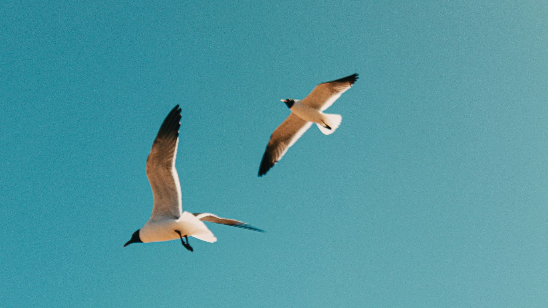 white and black birds flying under blue sky during daytime