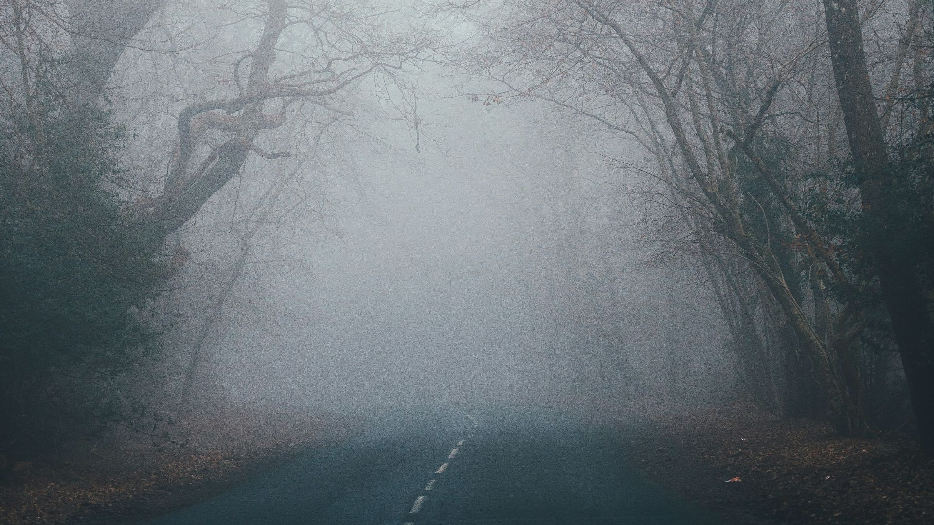 bare tree between road
