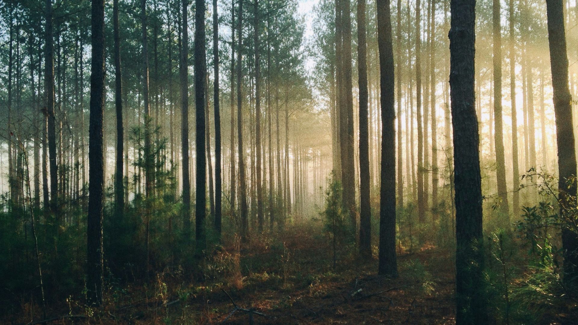 photography of tall trees at daytime