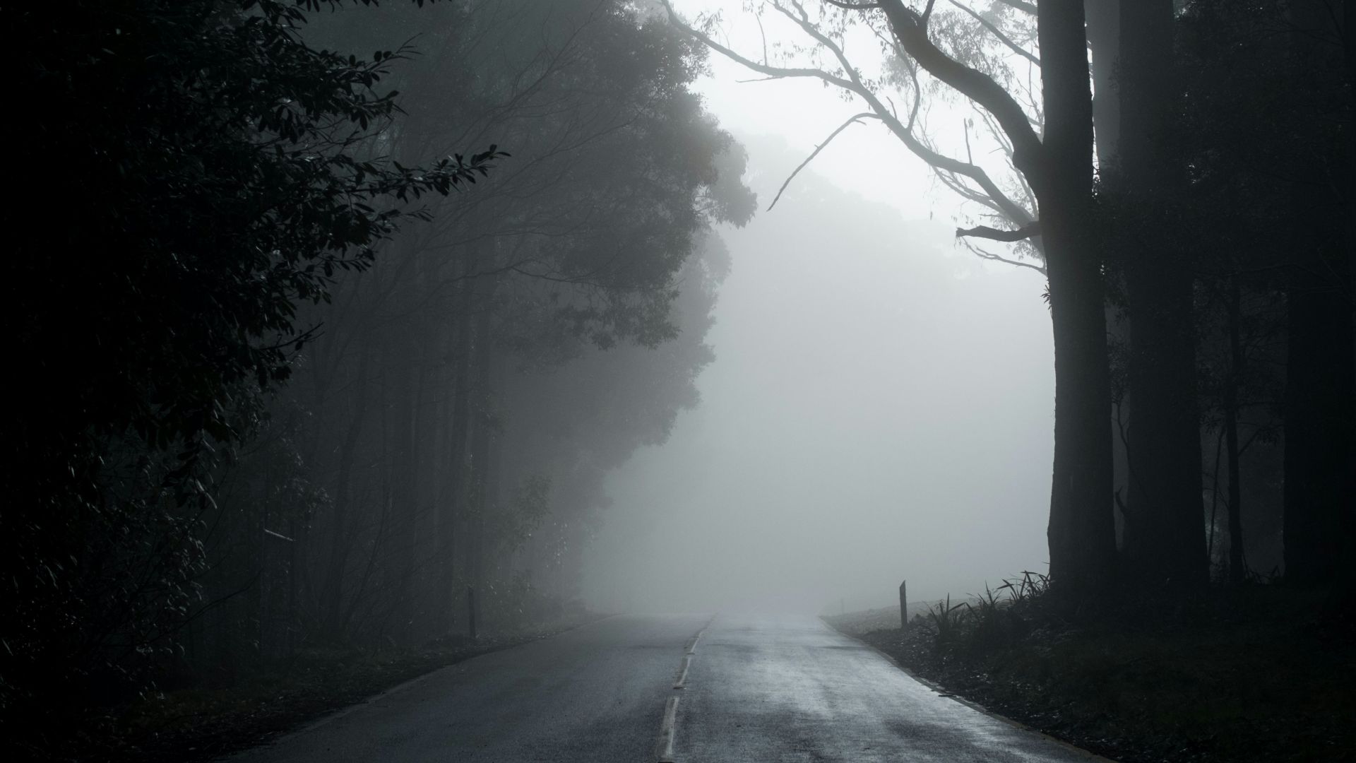 gray road in between trees in grayscale photography