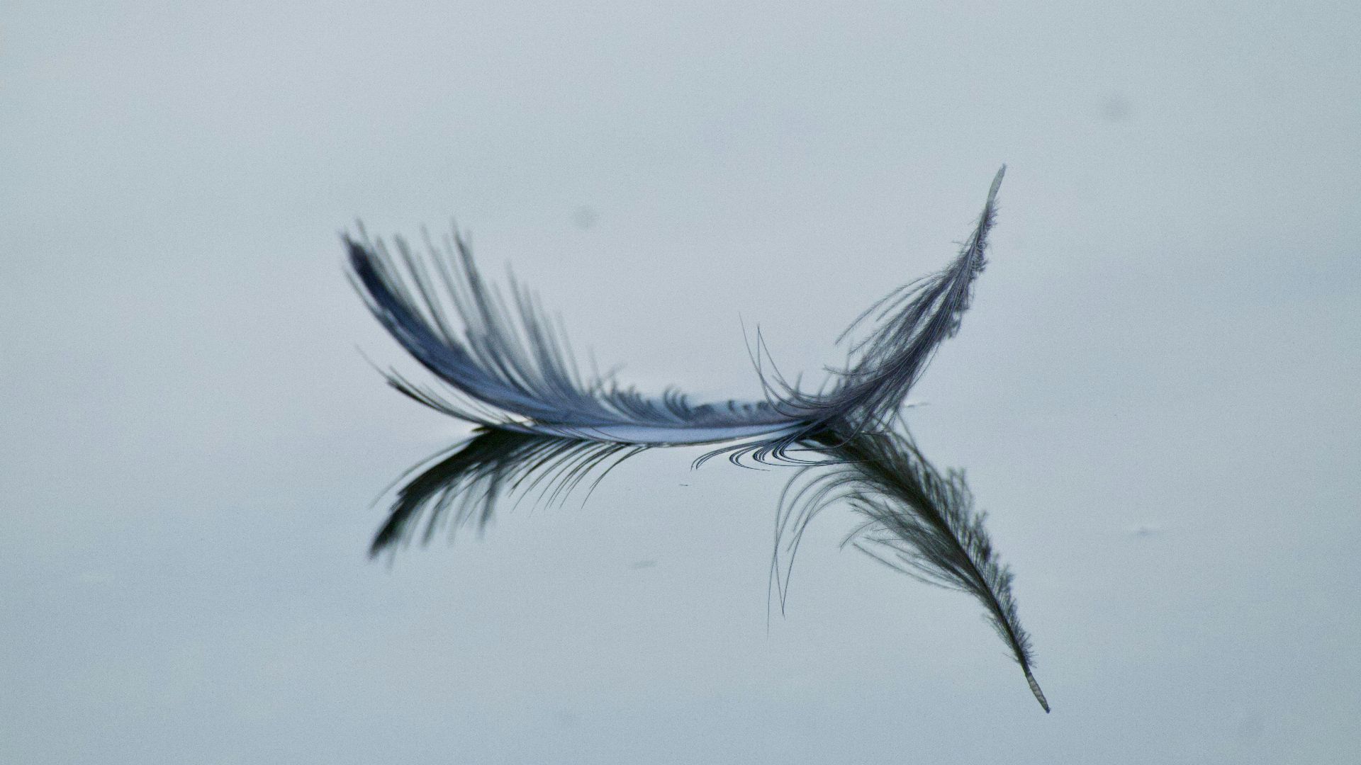 a close-up of a feather