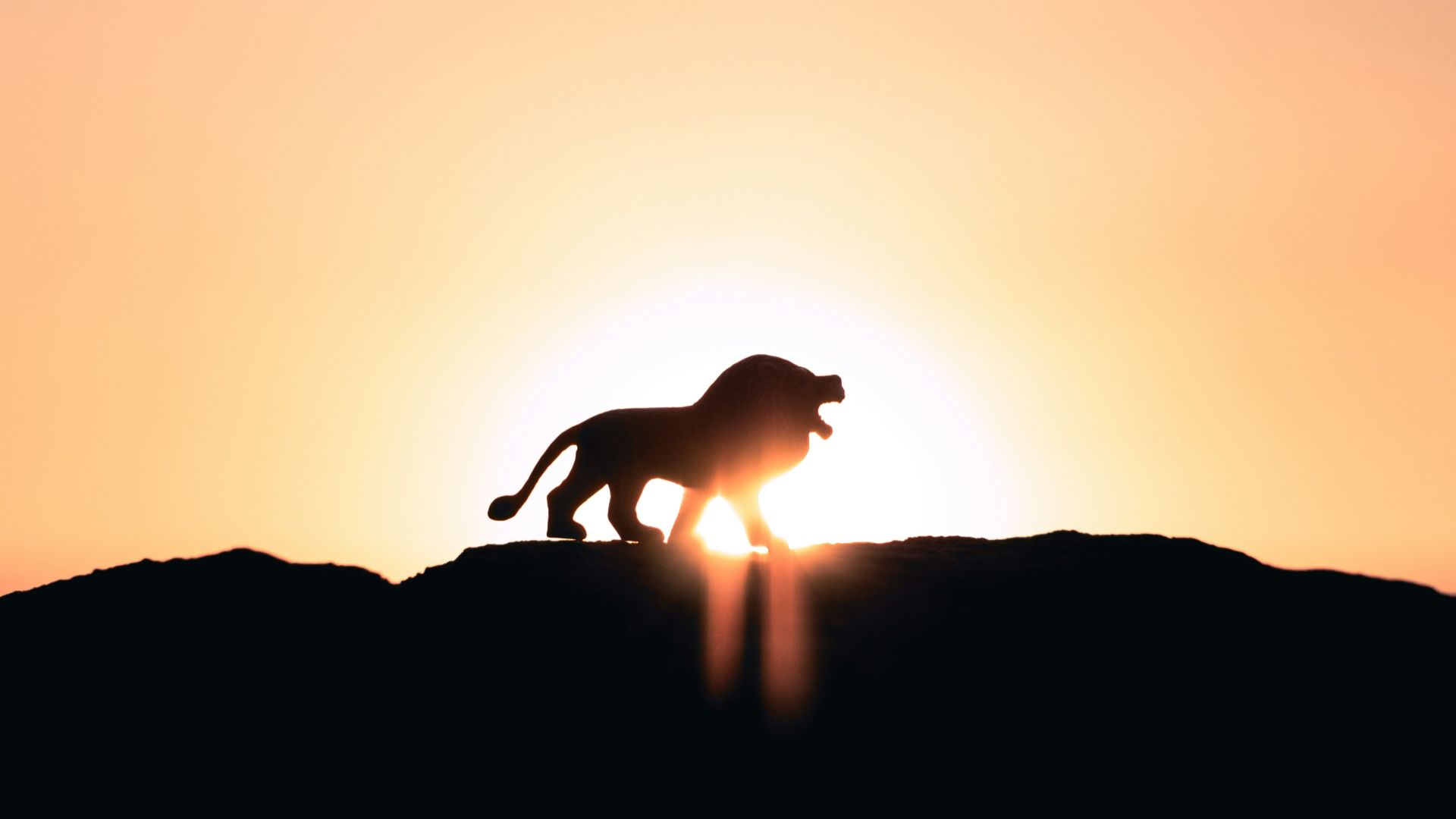 lion roaring on top of mountain during golden hour