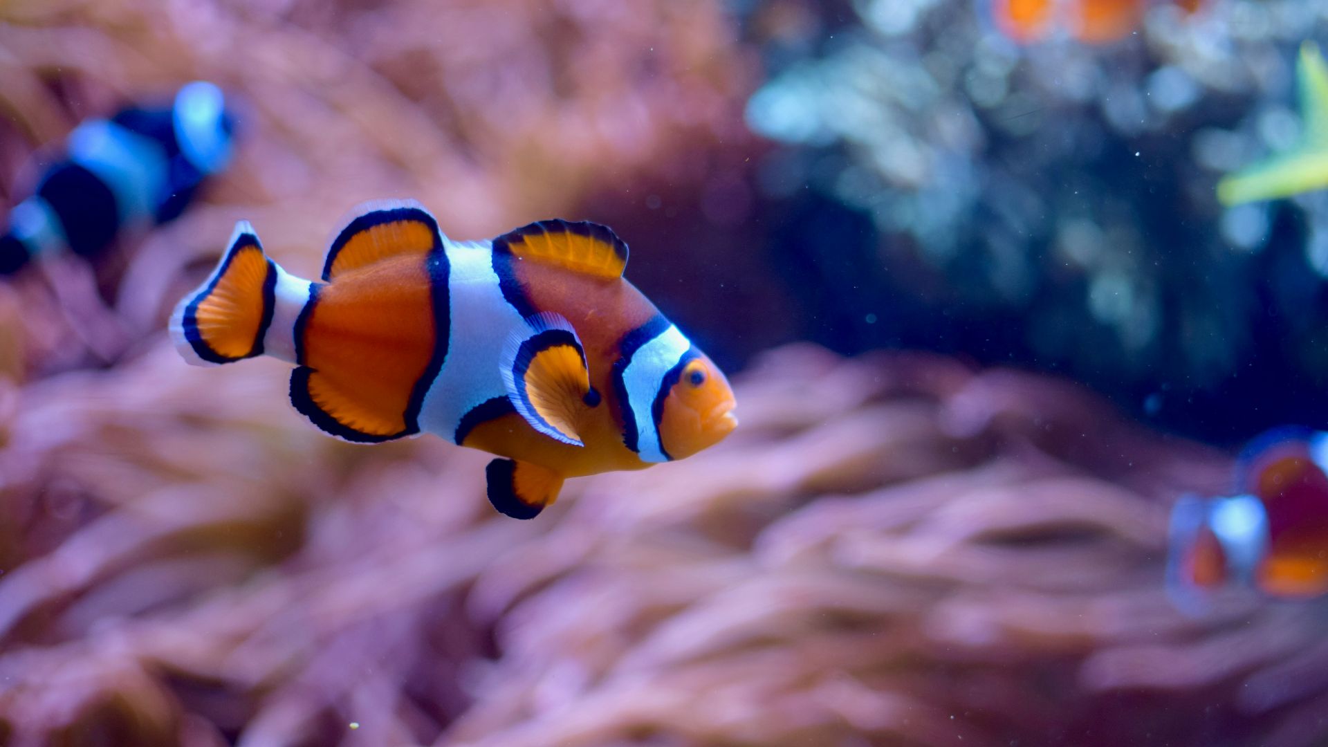 an orange and white clown fish in an aquarium
