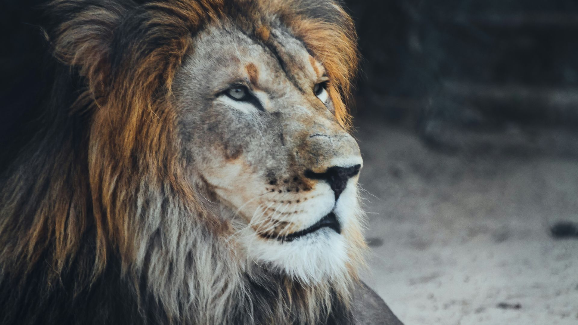 a close up of a lion laying on the ground