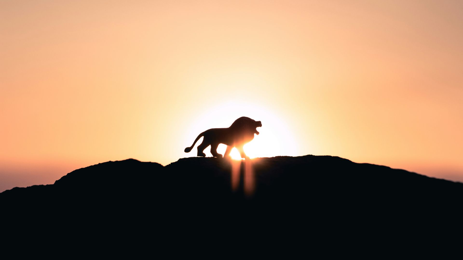 lion roaring on top of mountain during golden hour