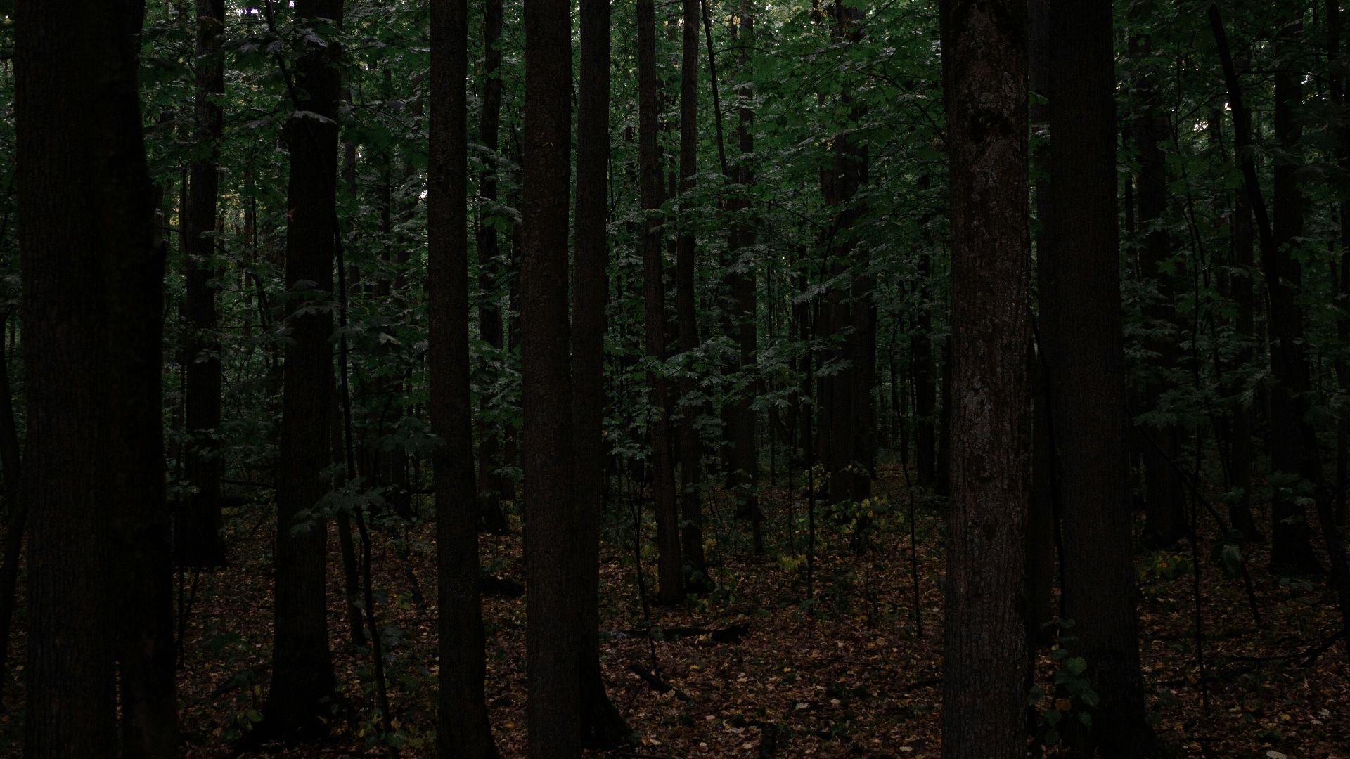 a forest with tall trees