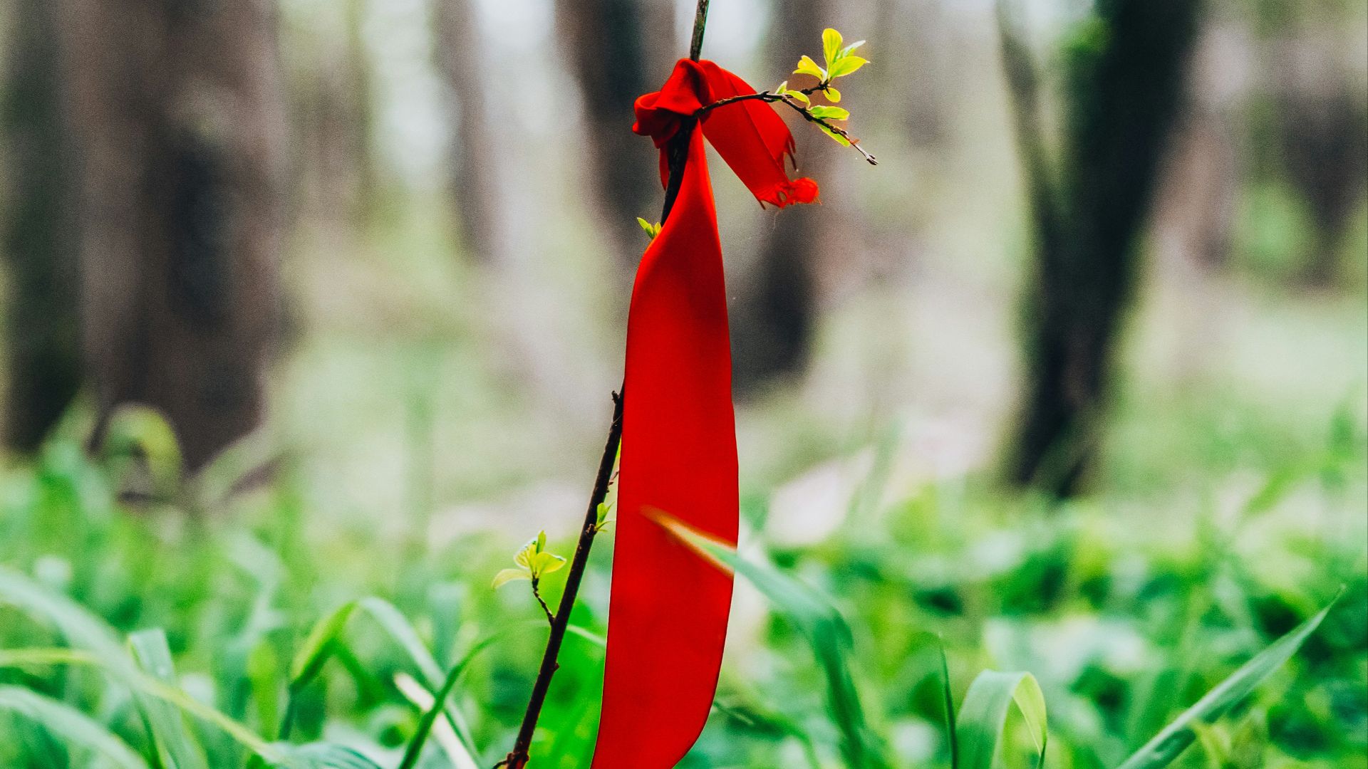 a red ribbon tied to a tree in a forest