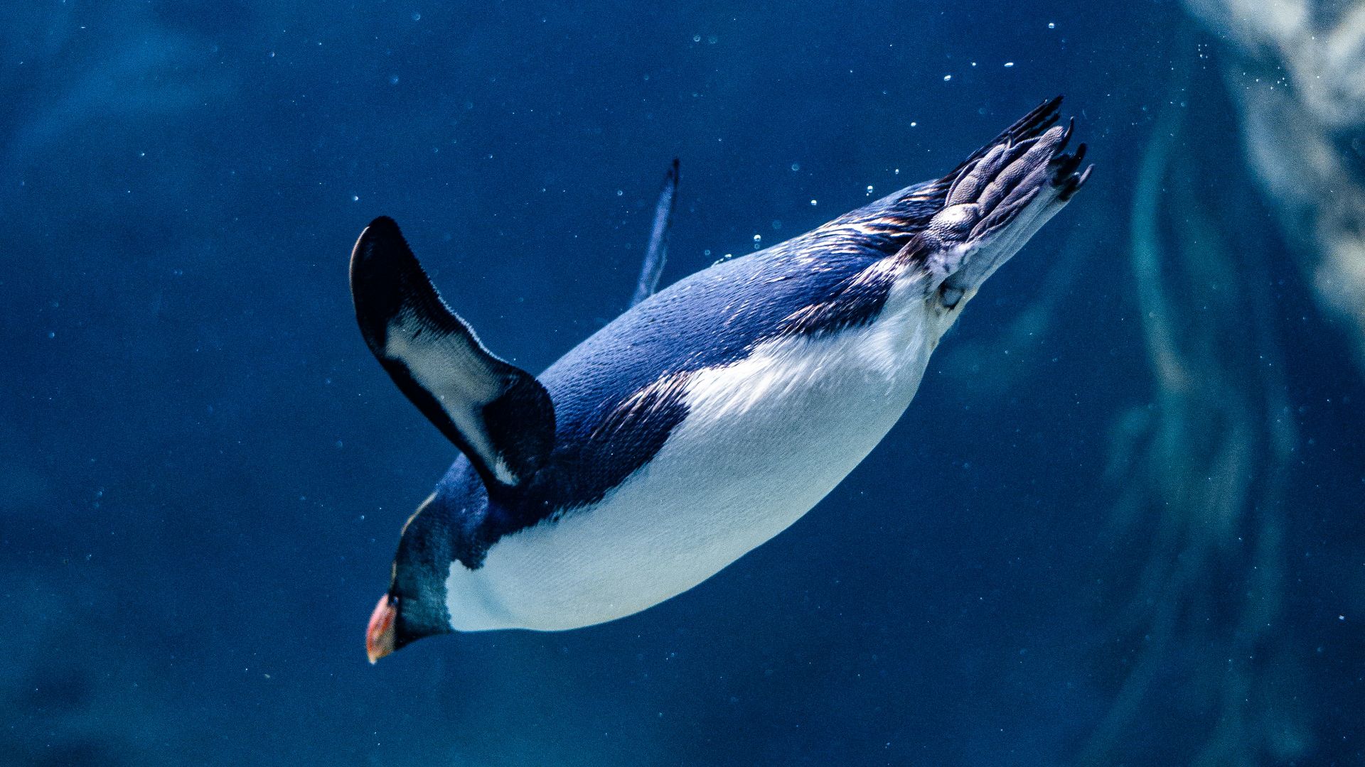 white and black penguin in water