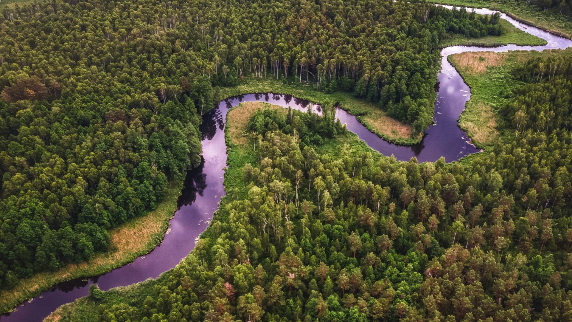 aerial view of green trees and plants