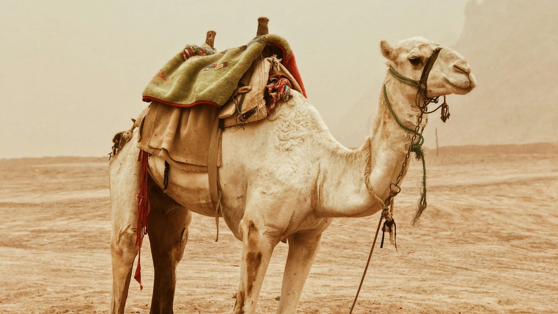 camel standing on desert