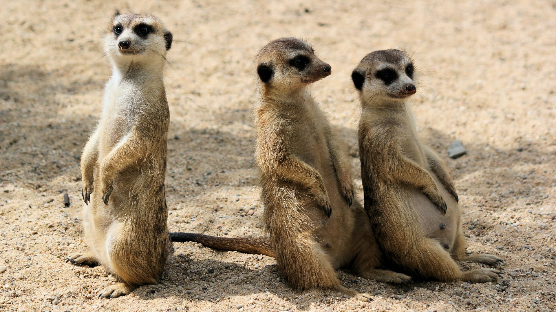 three animals on sand during daytime