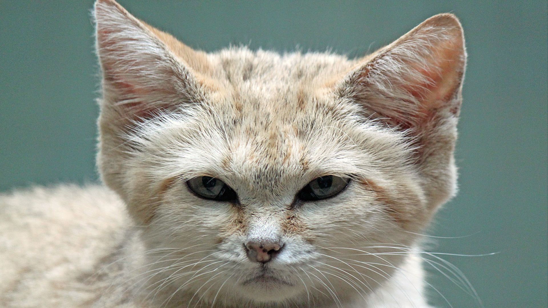 File:Felis margarita 01.jpg