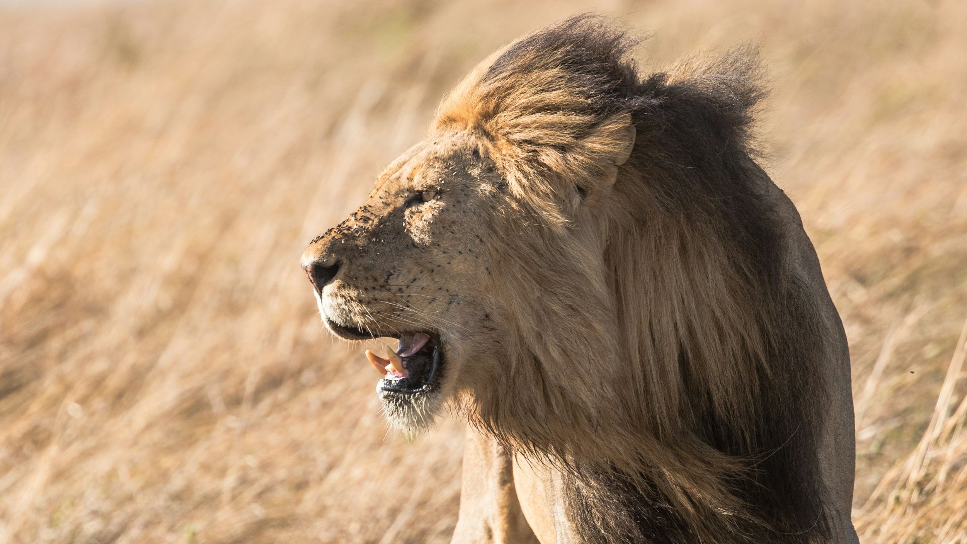 shallow focus photography of lion at the wildlife