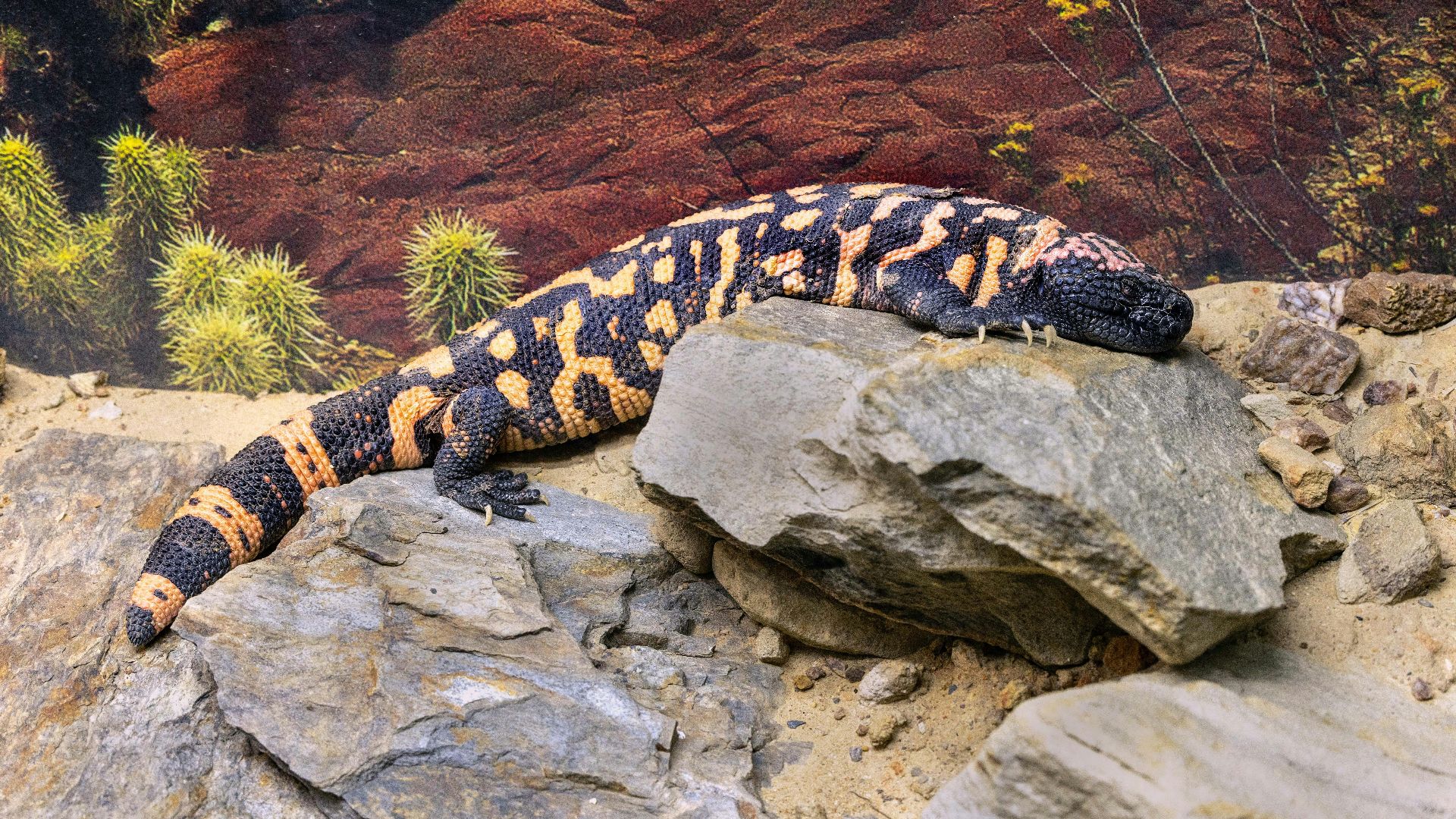 A gila monster rests on a large rock.