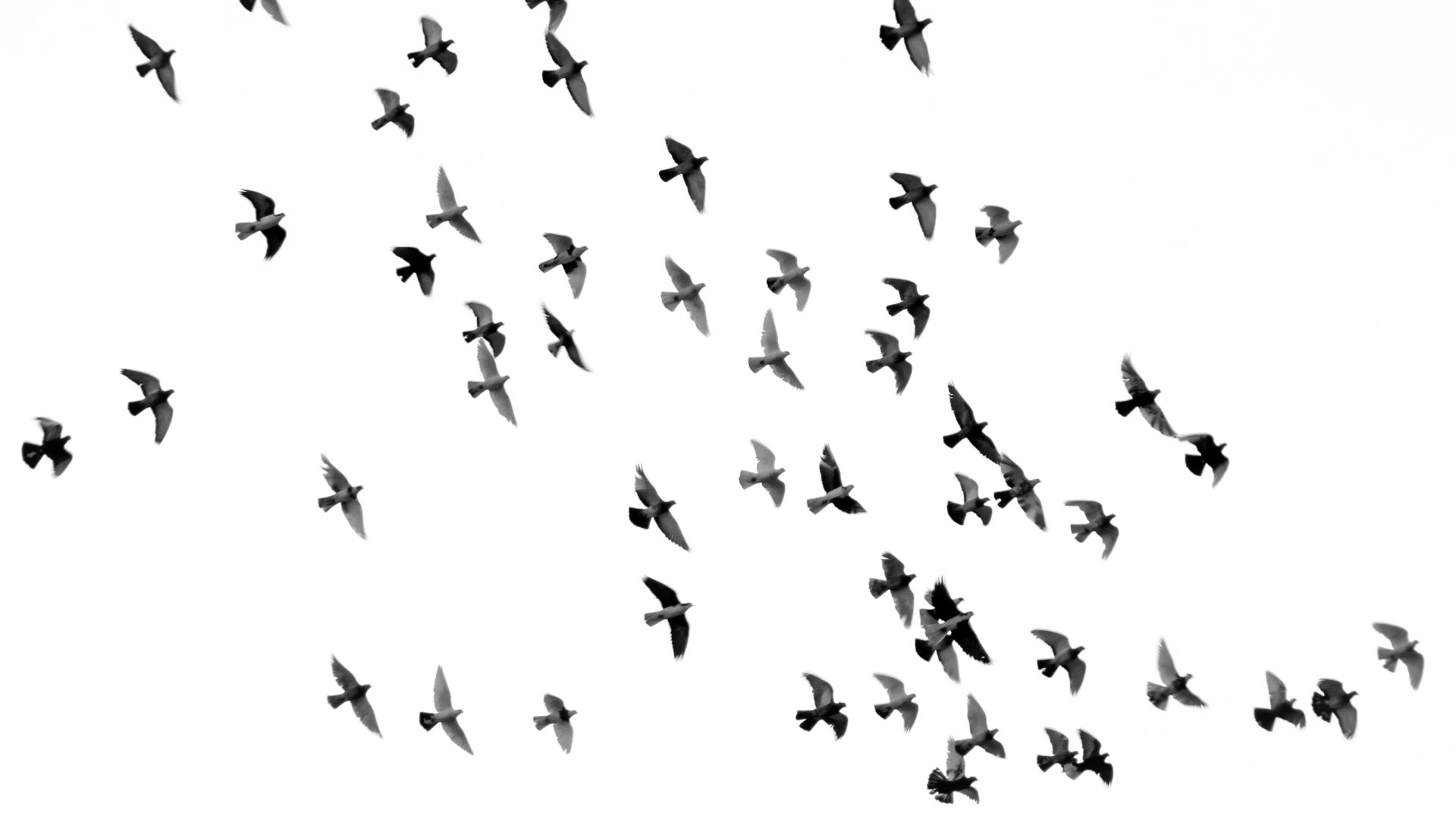 low angle photography of flock of silhouette of bird illustration