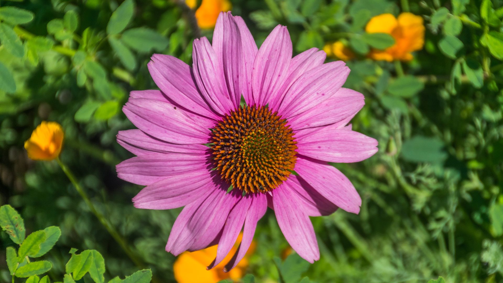 File:Echinacea purpurea in Jardin botanique de la Charme 01.jpg