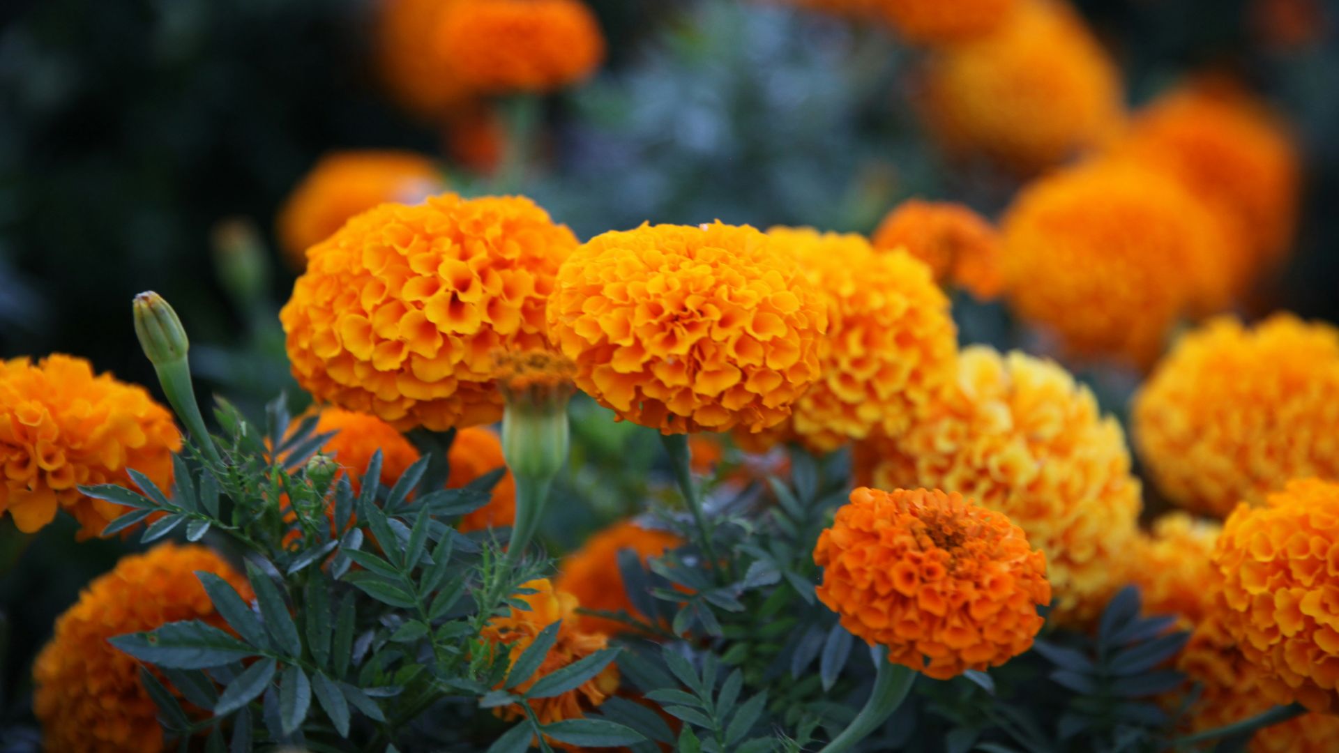 orange flowers with green leaves