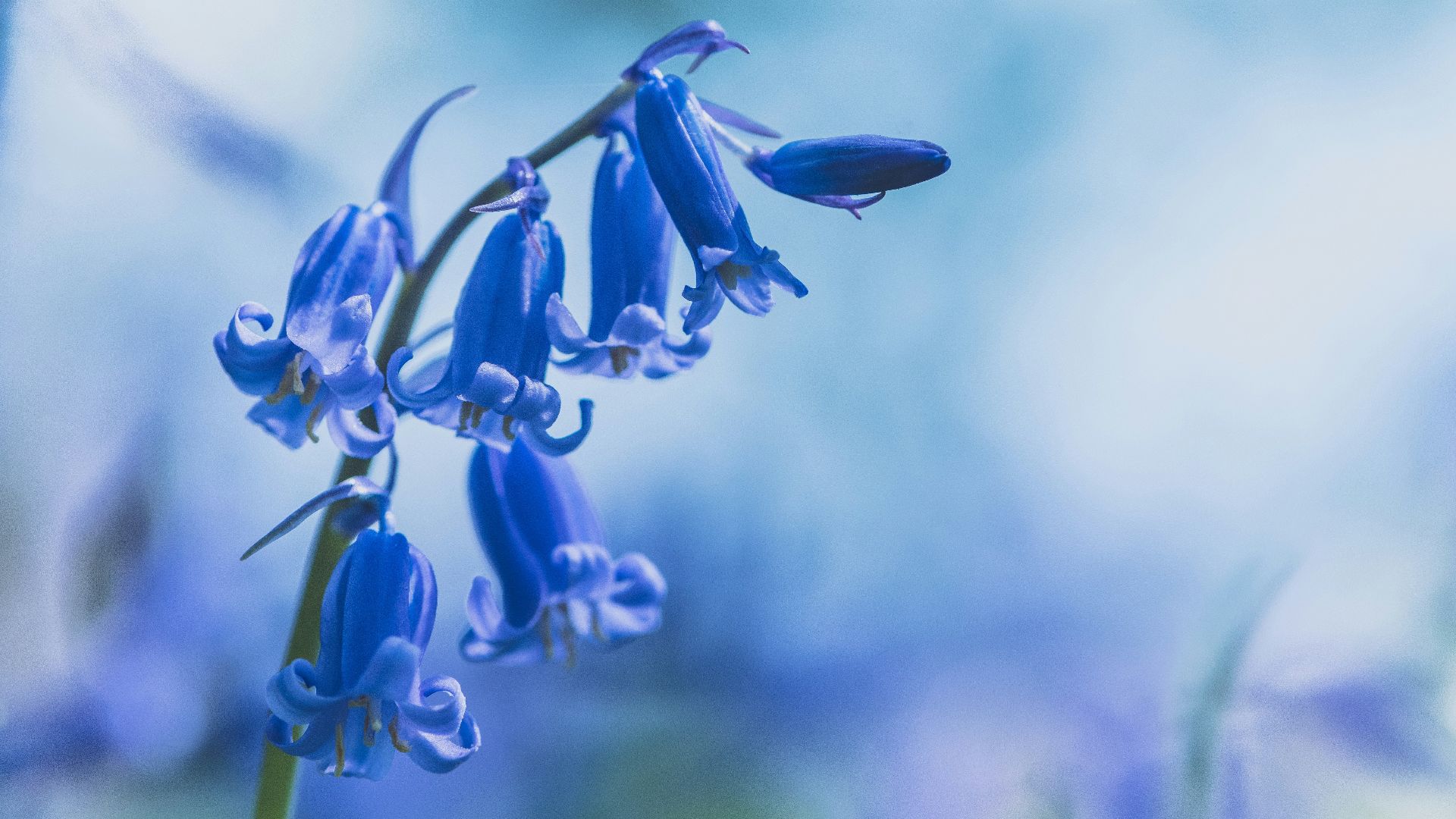 downright blue flowers