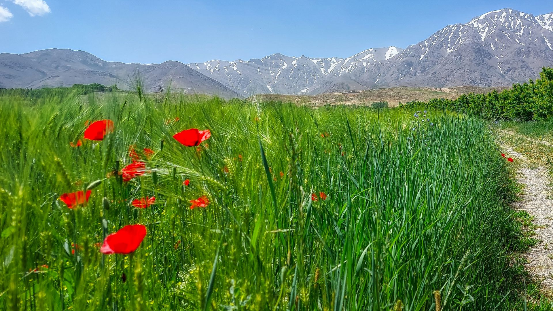 a dirt path in a field with red flowers