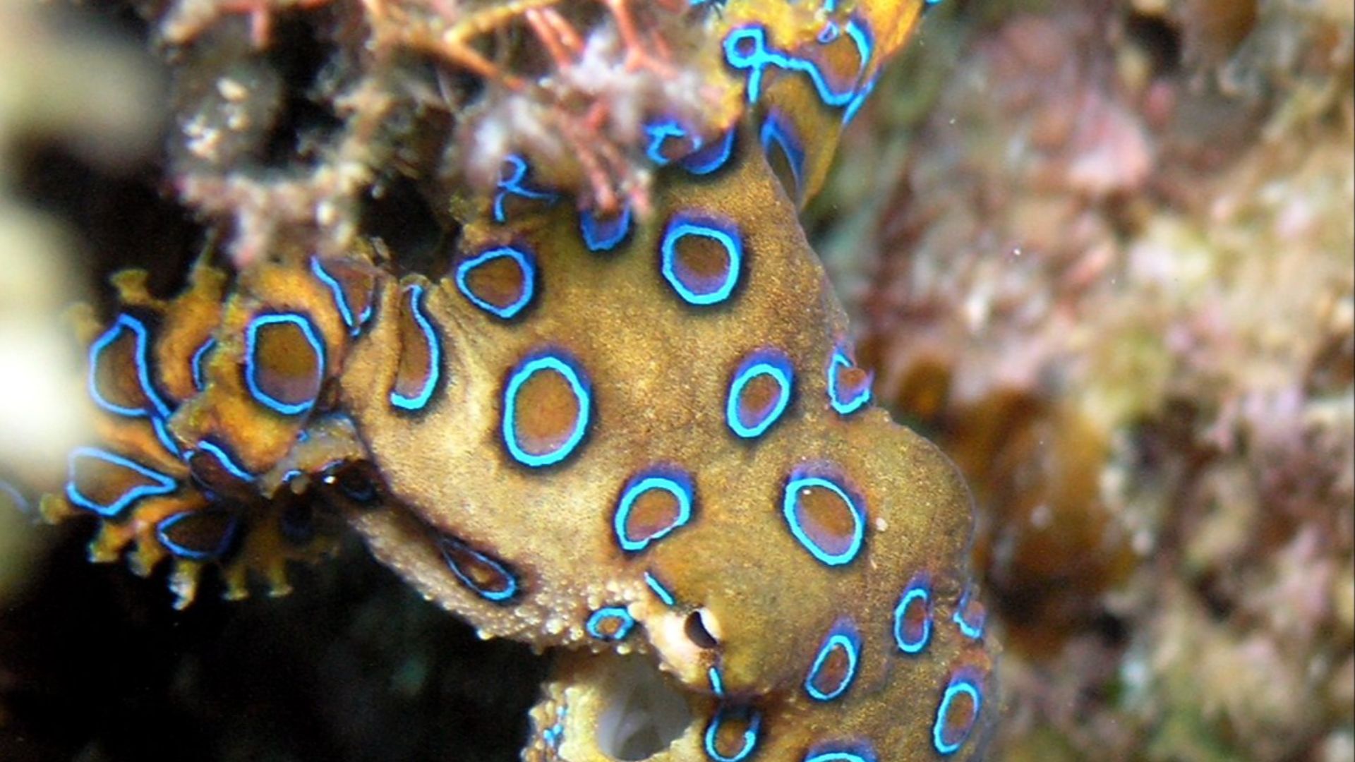 File:Hapalochlaena lunulata.JPG