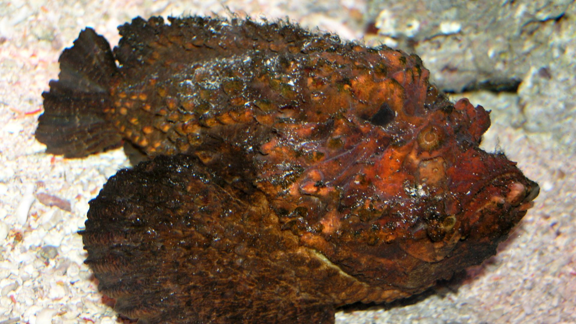 File:Stone Fish at AQWA SMC2006.jpg