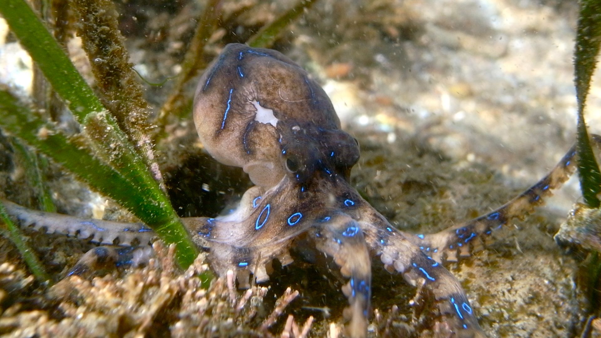 File:Blue-ringed octopus (Hapalochlaena maculosa), Parsley Bay, Sydney, NSW.jpeg