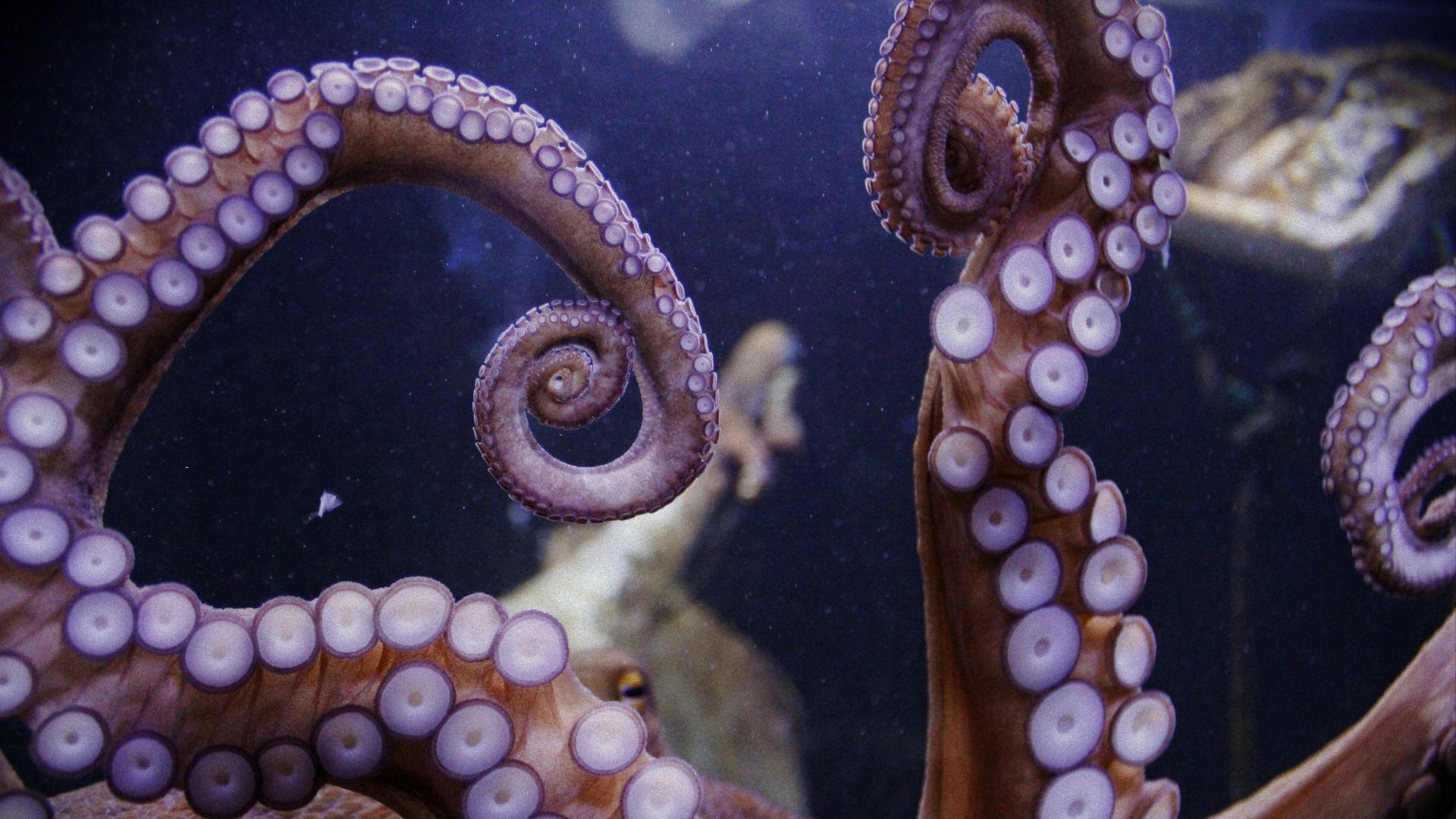 an octopus in an aquarium with other animals in the background