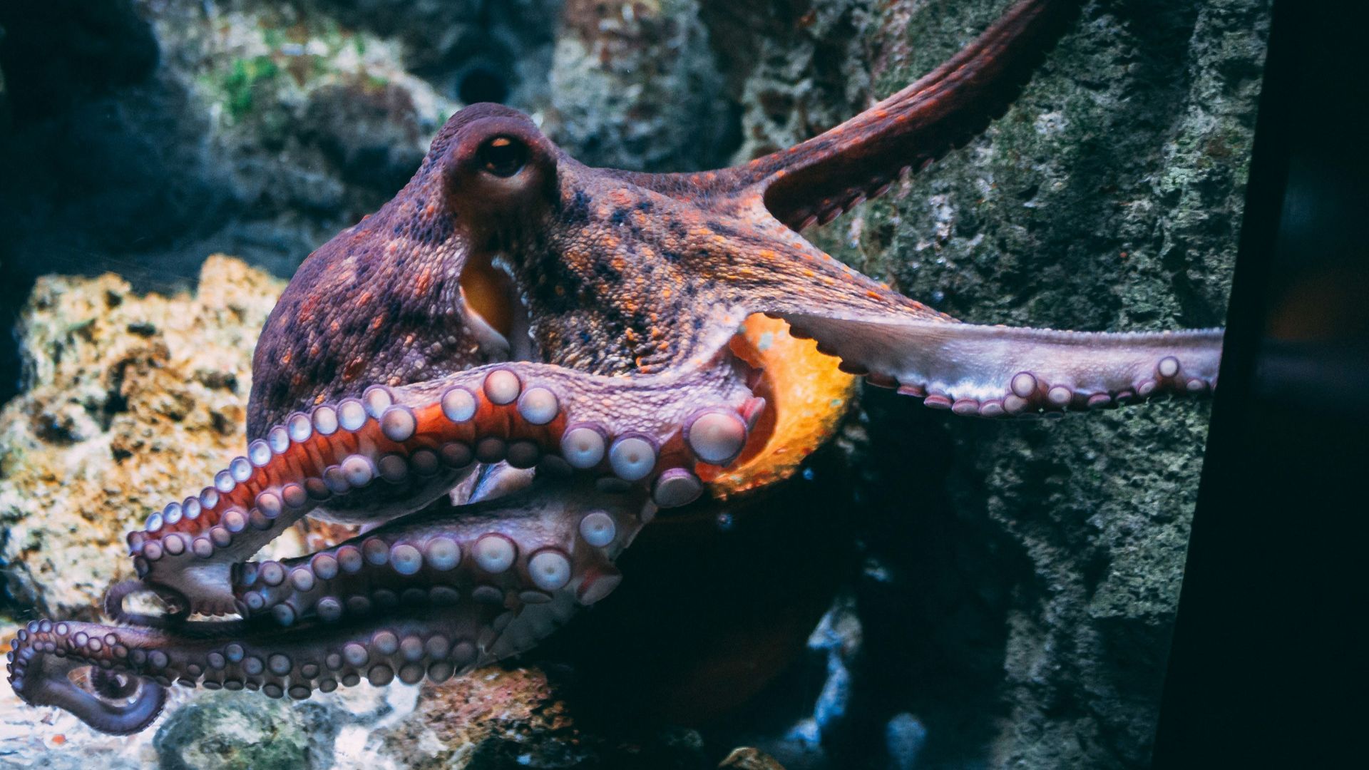 brown and black dragon in water