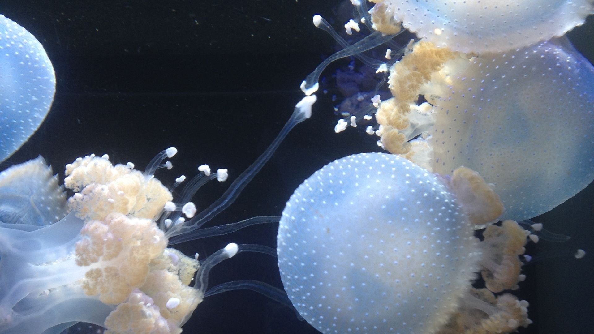 File:White spotted jelly 2013-09-13 11-14.jpg
