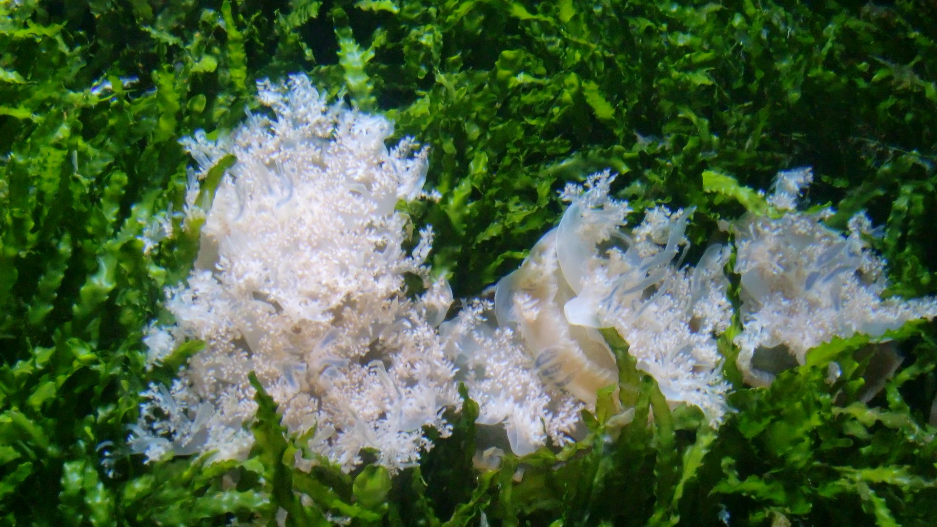 File:Upside-Down Jelly fish.JPG