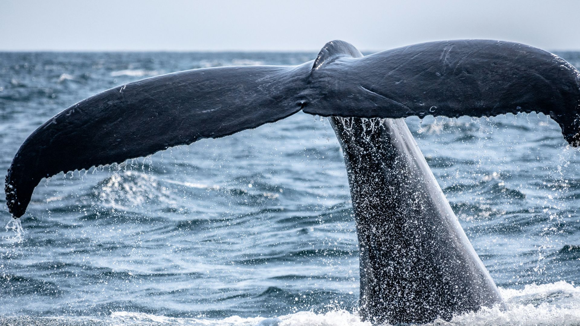 whale's tail sticking out of the ocean during day