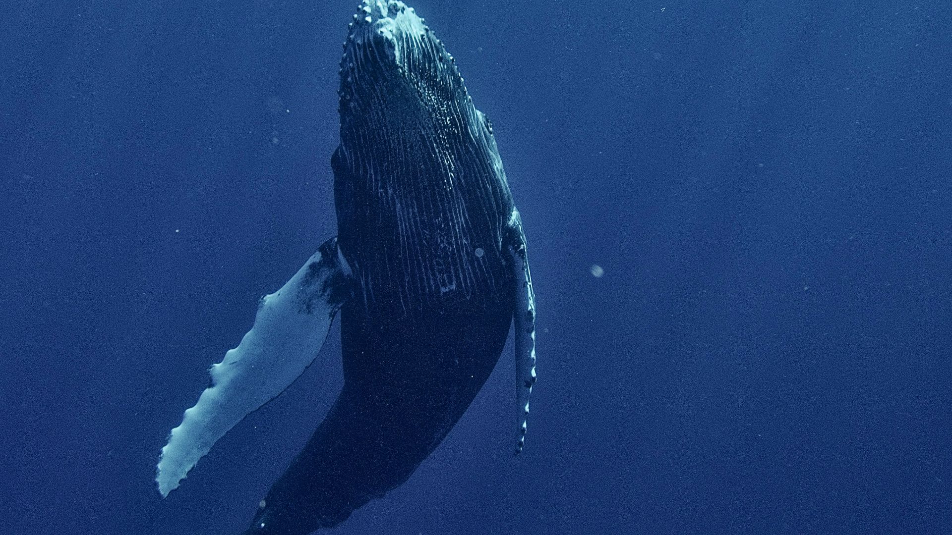 a humpback whale swims under the surface of the water