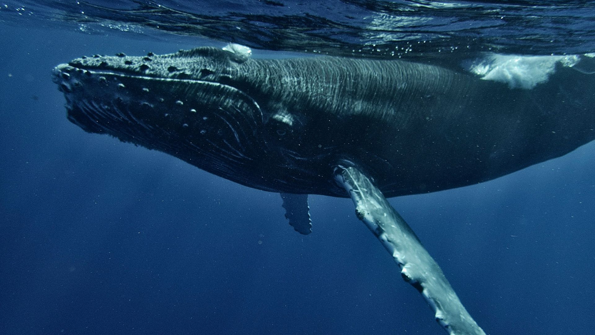 a humpback whale swims under the surface of the water