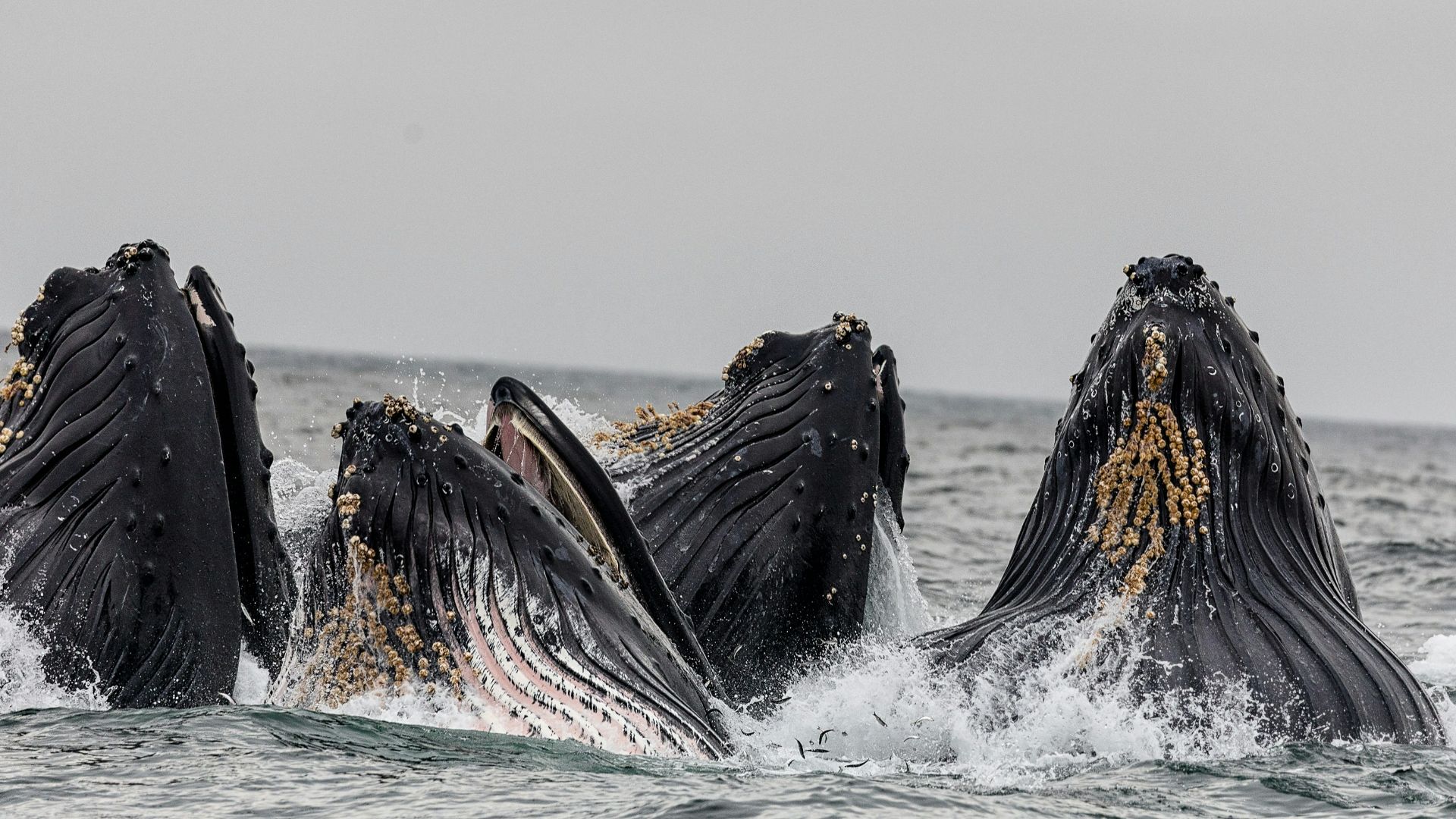 four shale in body of water under cloudy sky