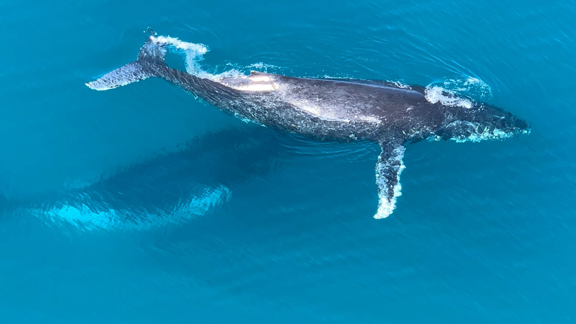 black and white dolphin in the water