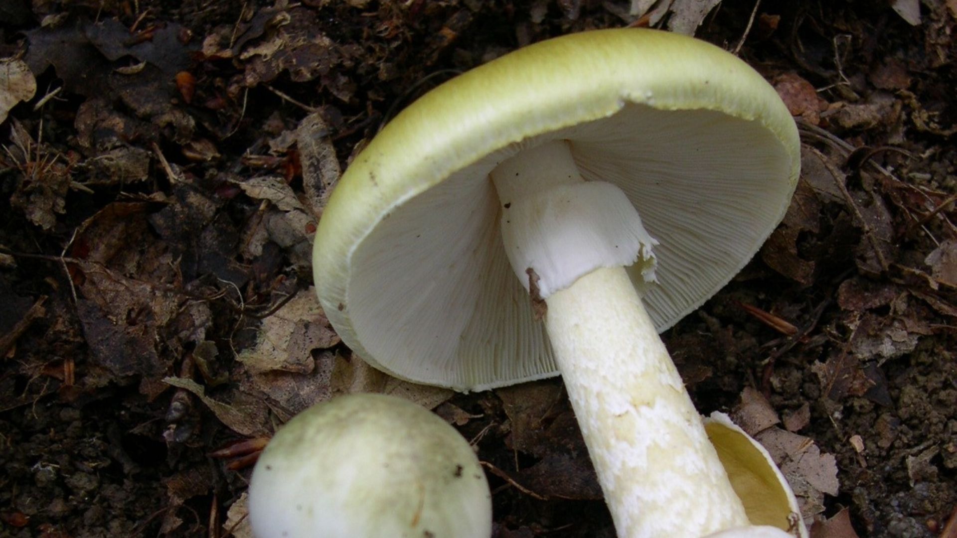 File:Amanita phalloides 1.JPG