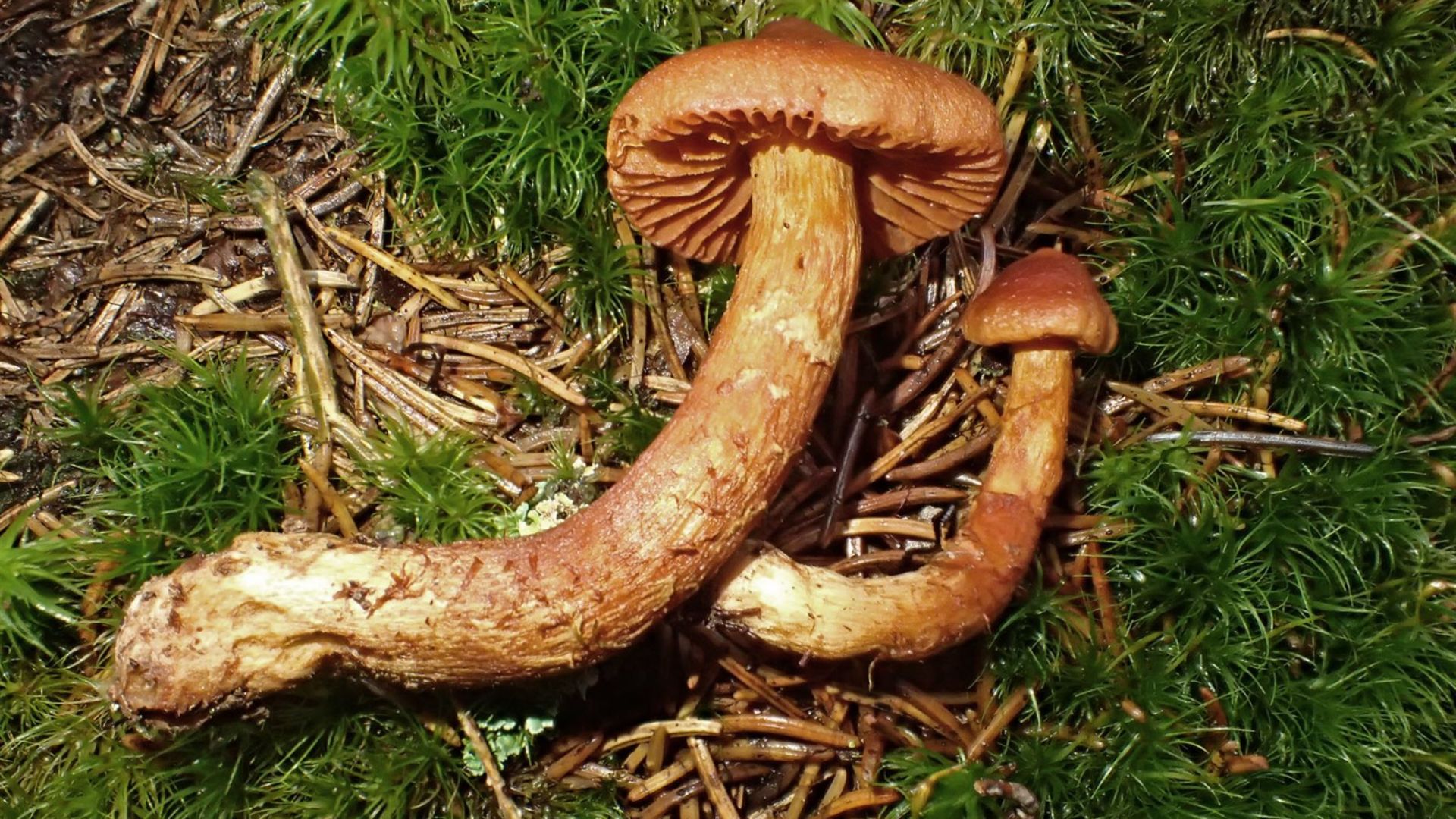 File:Cortinarius rubellus-2107747.jpg