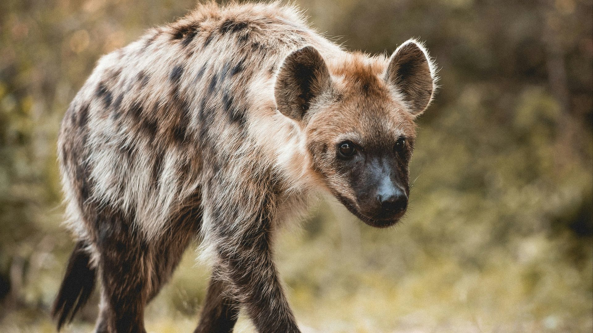 a brown bear walking across a dirt field