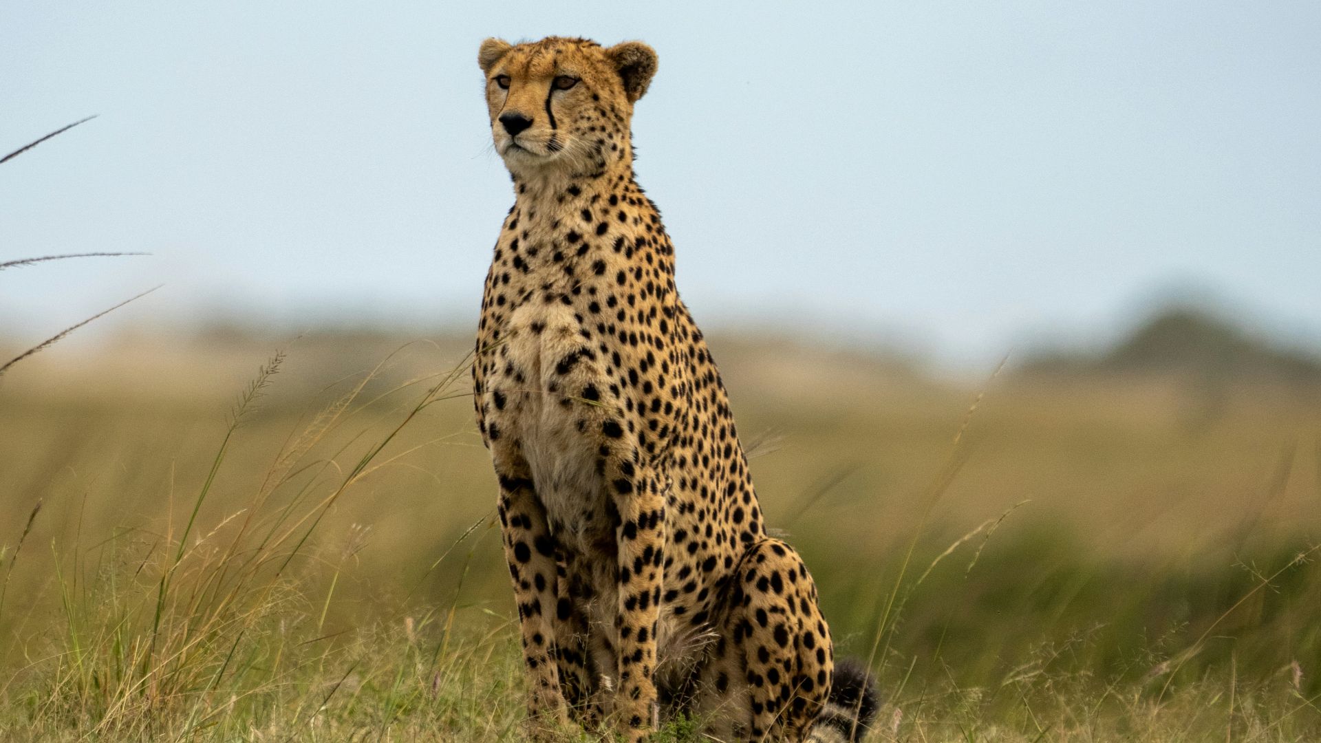 cheetah walking on green grass field during daytime