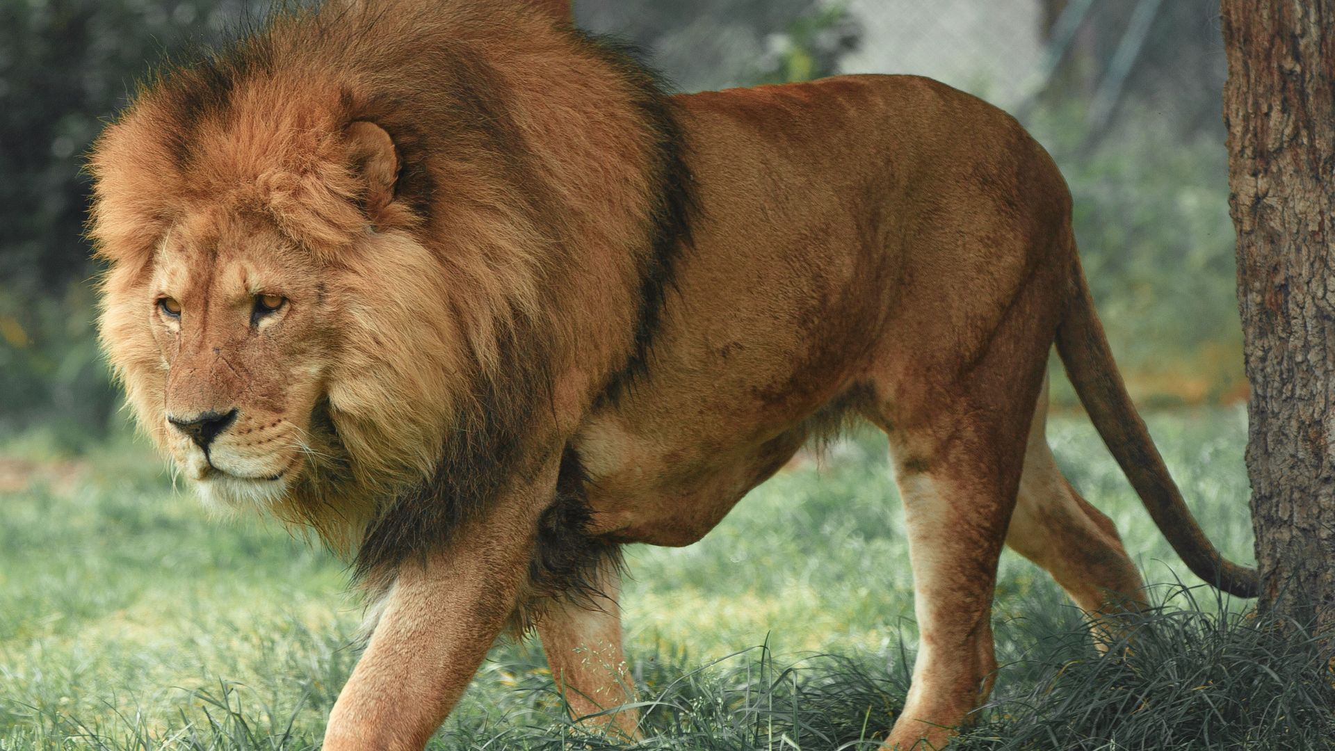 adult lion walking beside tree