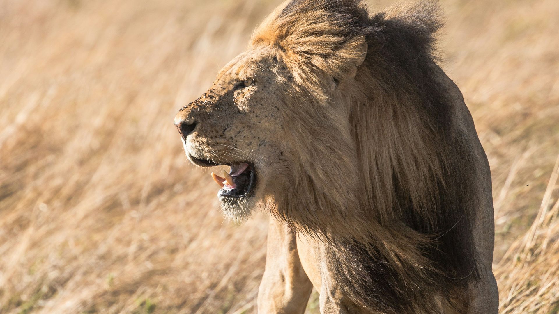 shallow focus photography of lion at the wildlife