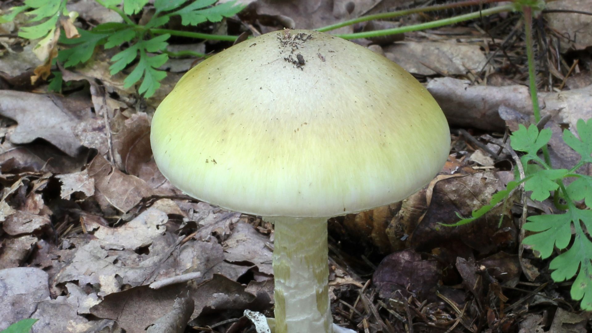 File:Amanita phalloides 2011 G2.jpg