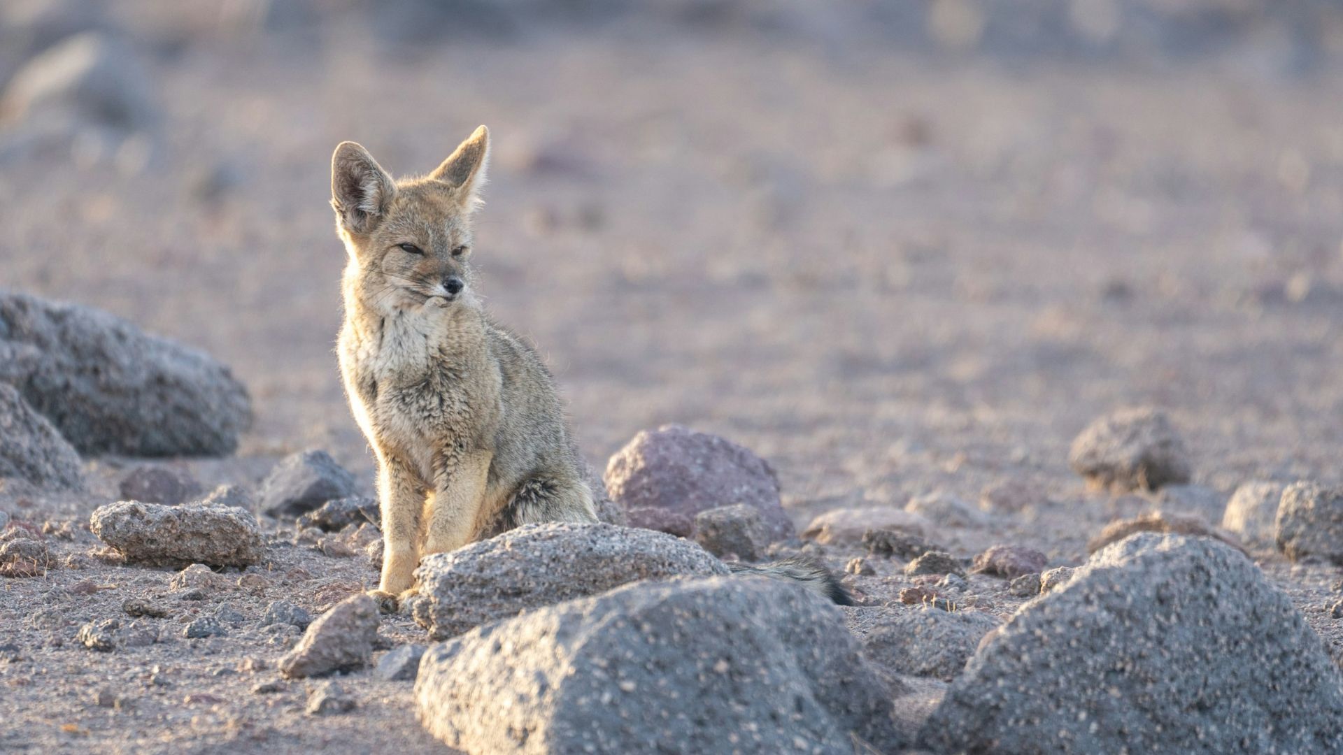 A small animal standing on top of a rocky field