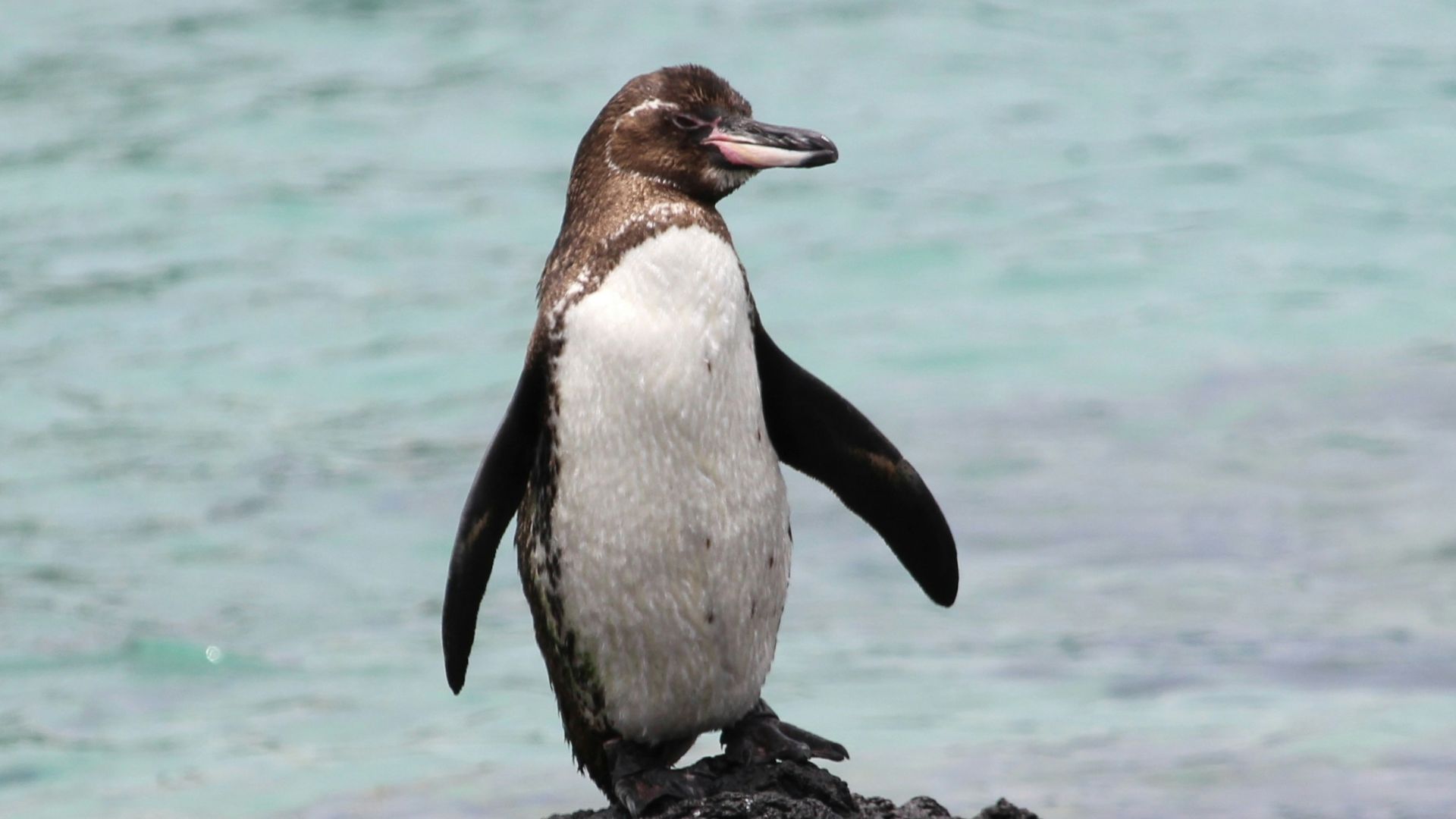 A penguin stands on a rocky surface.