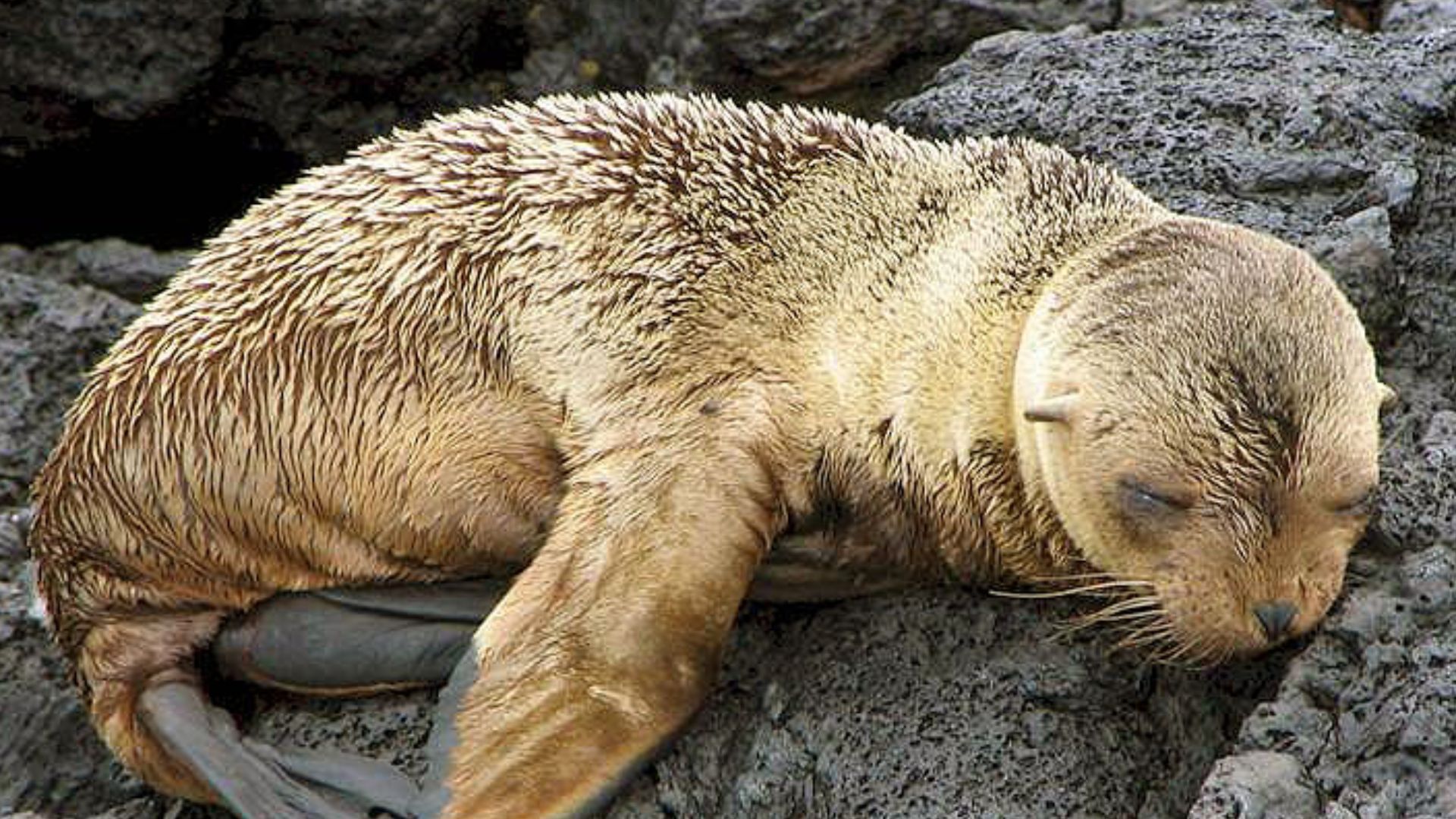 File:Arctocephalus galapagoensis 0zz.jpg