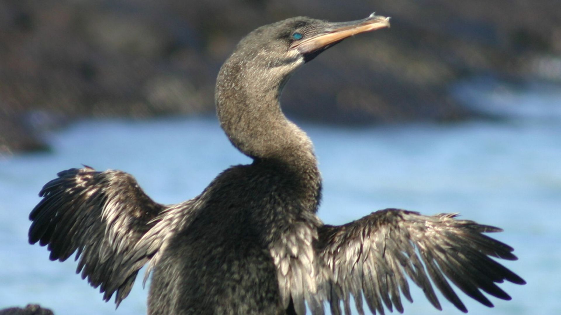 File:Flightless cormorant (Phalacrocorax harrisi) drying wings.jpg