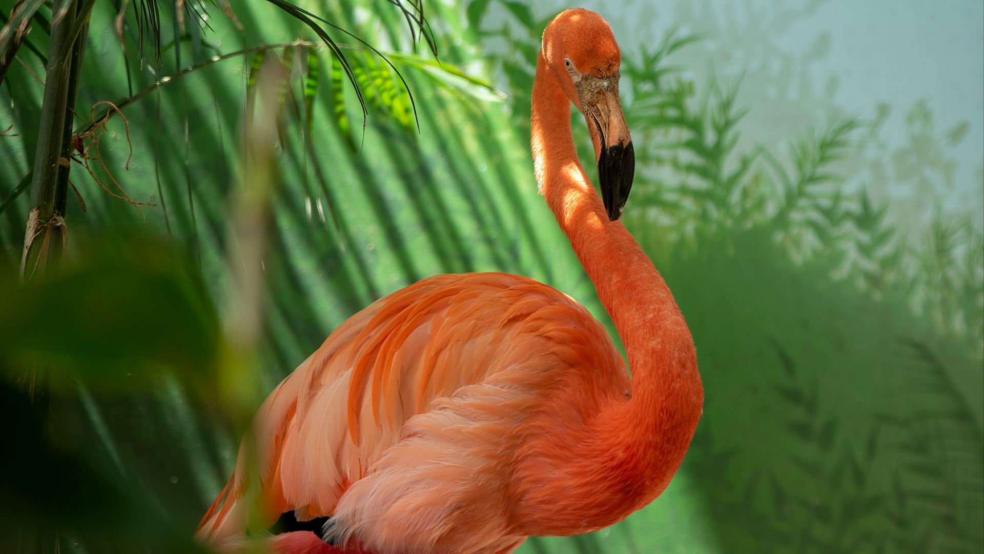 pink flamingo in green and white wall
