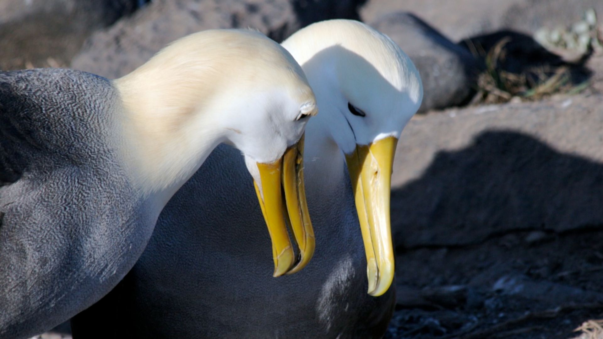 File:Waved Albatross (Phoebastria irrorata) -pair.jpg
